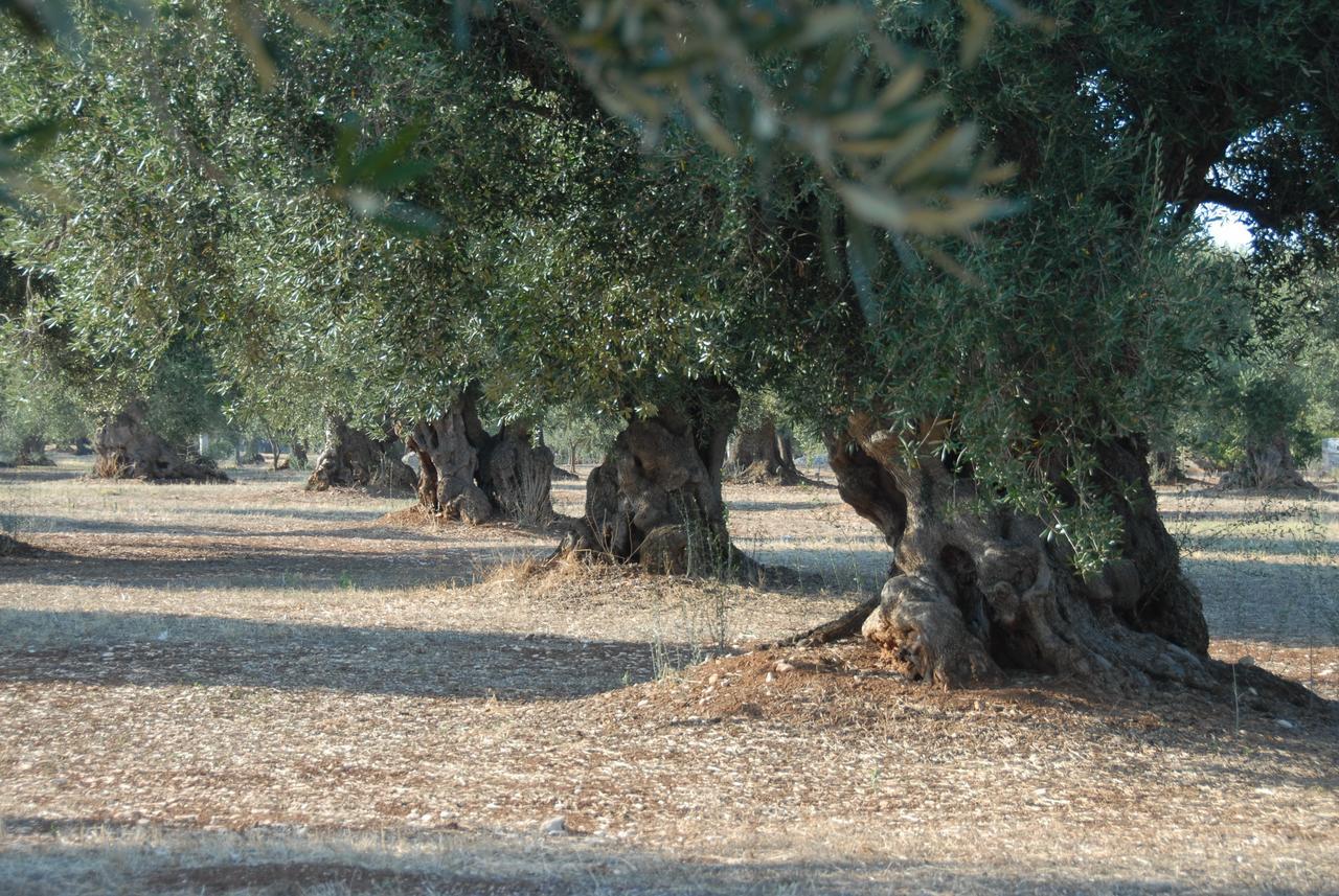 Appartamento Casa Campari Ostuni Esterno foto