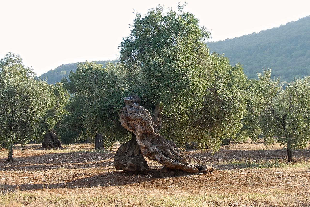 Appartamento Casa Campari Ostuni Esterno foto