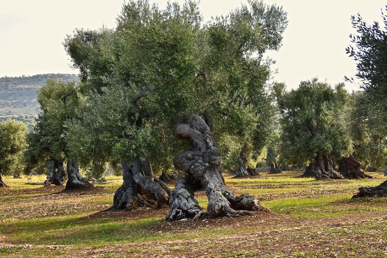 Appartamento Casa Campari Ostuni Esterno foto